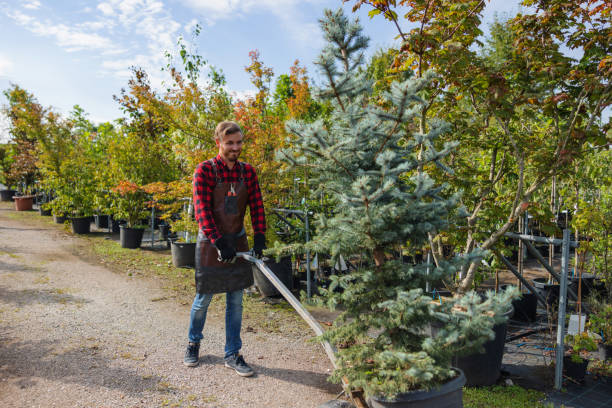 Best Hedge Trimming  in Geneseo, IL